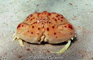 Calappa granulata, a deep sea crab. by Antonio Colacino 